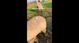 Eric the Alpaca Creates Chaos for Farm Animals