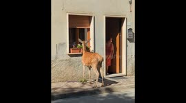 Rude Deer Eats Woman's Flowers