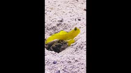 Yellow Prawn-Goby Lives in Symbiosis With Shrimp