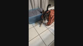 Silly Dog Gets  Stuck in Pop-Up Tent