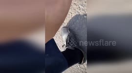Kazakhstan: Ducks Rescued on Busy Capital Road by Police