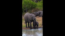 Tiny Elephant Clumsily Trying To Master Its Trunk