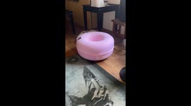 Pug Puppy Gets Stuck in Cat Tunnel