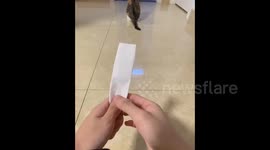 China: The Trick of Summoning A Cat