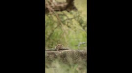 Curious Leopard Cub Clambering Up Fallen Tree Branch