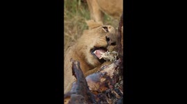 Lion Feasts on Carcass