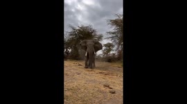 Big Bull Elephant Is Displeased