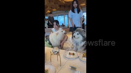 China: Samoyed Gets a Smack from Its Owner