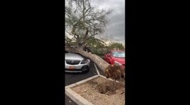 TikToker shocked as tree falls on car during monsoon storm in Phoenix