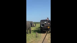 elephant tried to get the banana inside the Safari Jeep at minneriya