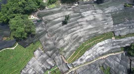 China: West Lake Longjing Tea Plantation Prevents High Temperatures in Hangzhou, China