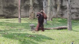 Watch this Orangutan whole way walks like human
