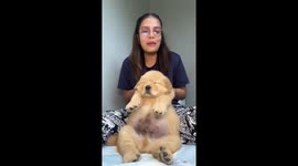 Owner flaunts chubby Golden Retriever pup