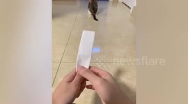 Owner tricks cat with paper napkin