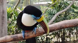 Red Billed Toucan Bird