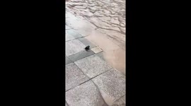 Stranded mouse ponders how to cross flooded road