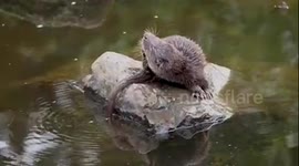 Otter Pup
