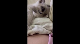 Kittens most adorable reaction to hearing how old he is, raises paws saying yay!