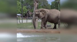 United States: Elephant Cooling Technique Amidst Heatwave