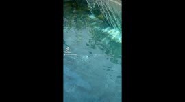 Man left 'scared to death' by huge lizard found swimming in his pool