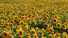 China: Sunflowers in Full Bloom in Zhangjiakou, China