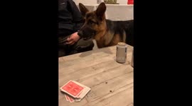 Dog topples bear cans in Cleveland