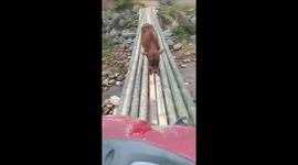 Biker forced to give way to cow whilst crossing narrow makeshift bridge in Vietnam