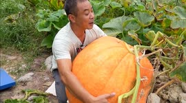 Chinese villager grows giant pumpkin weighing over 85 kilograms