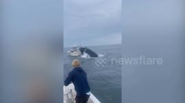 Terrifying moment breaching whale capsizes boat off New Hampshire coast