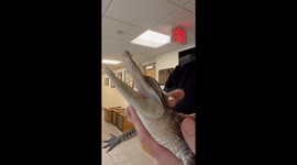 Little Gator Loves Head Scratches