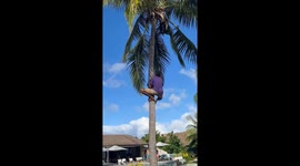 Fiji worker scales coconut tree with ease
