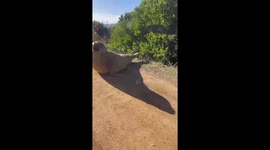 Neil the Seal Chases After Traffic Cones