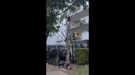 Tree Full of Chickens