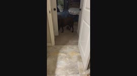Three-Pound Puppy Bullies Big Dog