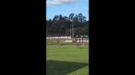 Emus Interrupt Game of Australian Football