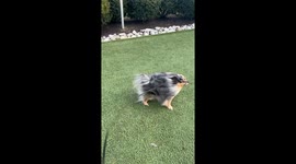 Wind Nearly Blows Pomeranian Away
