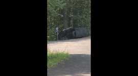Black Bear Tries to Break Into Garbage