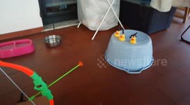 Pug Hits Rubber Ducky With Toy Bow and Arrow
