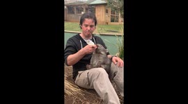 Baby Bottles Aren't Just for Humans! Adorable Feeding Time at Australian Sanctuary