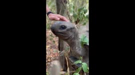 Did You Know? Your Hand Could Be Smaller Than a Tortoise's Head! Shocking Discovery!