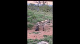 Adorable Baby Hyena Feeding at Kruger National Park during sunset