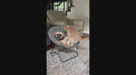 Cat Invades Dog's Personal Space