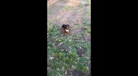 Watch our adorable sausage dog showcase its fetching skills as it joyfully chases after a ball