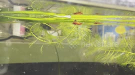 Dive into the fascinating underwater world as we watch a pregnant cherry shrimp delicately fanning her eggs and enjoying a meal
