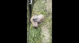Hop into cuteness overload as two adorable rabbits enjoy a delicious meal together!