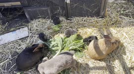 Experience the adorable world of baby rabbits as they gather for a feeding frenzy!