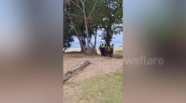 Indian tourist rescued after ignoring warning flags to swim in choppy sea
