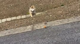 Driver feeds hungry wolf on remote road in China