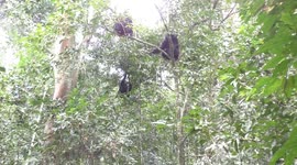 Chimpanzees have rapid back-and-forth exchanges just like humans, find researchers