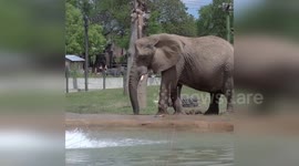 Elephant cools off during hot weather in Milwaukee